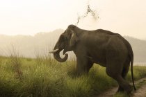 Elephas maximus lanzando lodo; Reserva de Tigre de Corbett; Uttaranchal; India - foto de stock