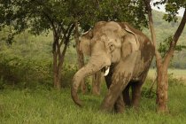Elefante asiático Elephas maximus cubierto de barro; Reserva del Tigre de Corbett; Uttaranchal; India - foto de stock