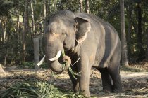 Elefante comiendo hojas de palma de cola de pez solitaria, par de marfil del elefante vivo, tablas Guruvayur Devaswom Santuario de elefantes Punnathur Kotta, patio de elefantes, cerca de 57 elefantes se mantienen y entrenan aquí, Guruvayur, Dist. Thrissur, Kerala, India - foto de stock