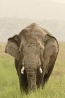 Азиатский бигуди слонов покрыты грязью Elephas maximus; Corbett Tiger Reserve; Uttaranchal; India — стоковое фото