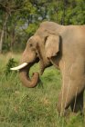 Elefante asiático Elephas tusker maximus lone in heat; Corbett Tiger Reserve; Uttaranchal; India - foto de stock