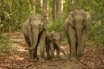 Familia de elefantes asiáticos con ternera joven Elephas maximus en la Reserva del Tigre de Corbett; Uttaranchal; Indi - foto de stock