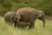 Asiatischer Elefant mit jungen Kälbern elephas maximus über grünem Gras im Tigerreservat Corbett; uttaranchal; indi — Stockfoto
