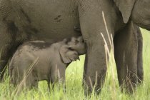 Asiatic Elephant Elephas maximus - мать кормит детеныша теленка; Corbett Tiger Reserve; Uttaranchal; Indi — стоковое фото