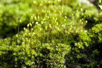 Зелений мох з капсули на monsoon мокрій стіни на відкритому повітрі — стокове фото