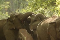 Азиатские слоны Elephas maximus sparring; заповедник 