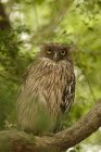 Brown Fish-Owl seduto sull'albero e guardando la fotocamera all'aperto durante il giorno — Foto stock