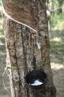 Vista dell'albero di gomma con vaso di legno per l'olio all'aperto durante il giorno, Kerala, India — Foto stock