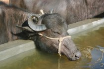 Indio animal doméstico, Buffalo beber agua del alimentador, India - foto de stock