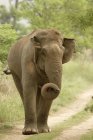 Asiatic Elephant Elephas maximus walking on dirt road during daytime ; Corbett Tiger Reserve ; Uttaranchal ; Indi — Stock Photo