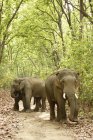 Éléphants d'Asie défense Elephas maximus marchant sous les arbres ; Corbett Tiger Reserve ; Uttaranchal ; Inde — Photo de stock