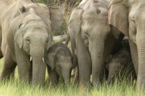 Manada de elefantes asiáticos Elephas maximus con ternera joven; Reserva del Tigre de Corbett; Uttaranchal; India - foto de stock