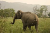 Elefante asiático pastoreo hierba Elephas maximus; Corbett Tiger Reserve; Uttaranchal; India - foto de stock