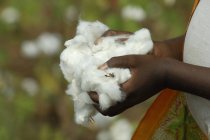 Imagen recortada de manos afroamericanas sosteniendo montón de algodón - foto de stock