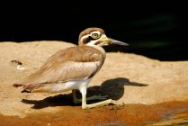 Stone Plover (Eacus Magnirostris) standing on rock during daytime — Stock Photo