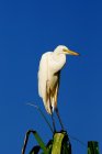 Grande Egret em pé na planta contra o céu azul durante o dia — Fotografia de Stock