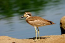 Stone Plover (Eacus Magnirostris) standing on sand against water during daytime — Stock Photo