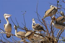 Серый или пятнистый пеликан (Pelecanus Philippensis) сидит на ветках дерева на фоне ясного голубого неба — стоковое фото