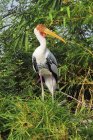 Painted Stork (Mycteria lecocephala) sitting on branch of lush tropical tree — Stock Photo