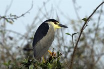 Night Heron (Nycticorax nycticorax) sitting on twigs during daytime — Stock Photo
