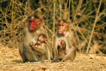Bonnet Monkey (Macaca radiata) Espécie particular com o rosto vermelho sentado no chão com bebês contra plantas secas - encontrado em Bandipur (Karnataka ) — Fotografia de Stock