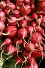Ravanello globo rosso vegetale utilizzato per insalata verde con un buon valore nutritivo — Foto stock