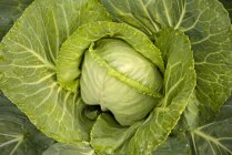Cabbage Vegetable in farm — Stock Photo