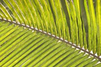 Folha de coco verde — Fotografia de Stock