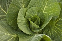 Крупный план овощей из капусты — стоковое фото