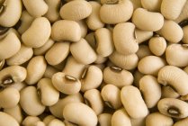 Cowpea with brown hypocotyl — Stock Photo