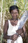 Granjero indio con cuchillo en el campo. Salunkwadi, Taluka, distrito de Ambejpgai, Beed, Maharashtra, India - foto de stock