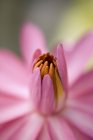 Loto con petali chiusi — Foto stock