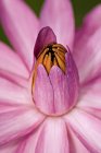 Lotus mit geschlossenen Blütenblättern — Stockfoto