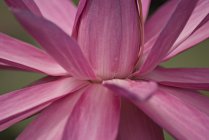 Close-up de lótus rosa — Fotografia de Stock