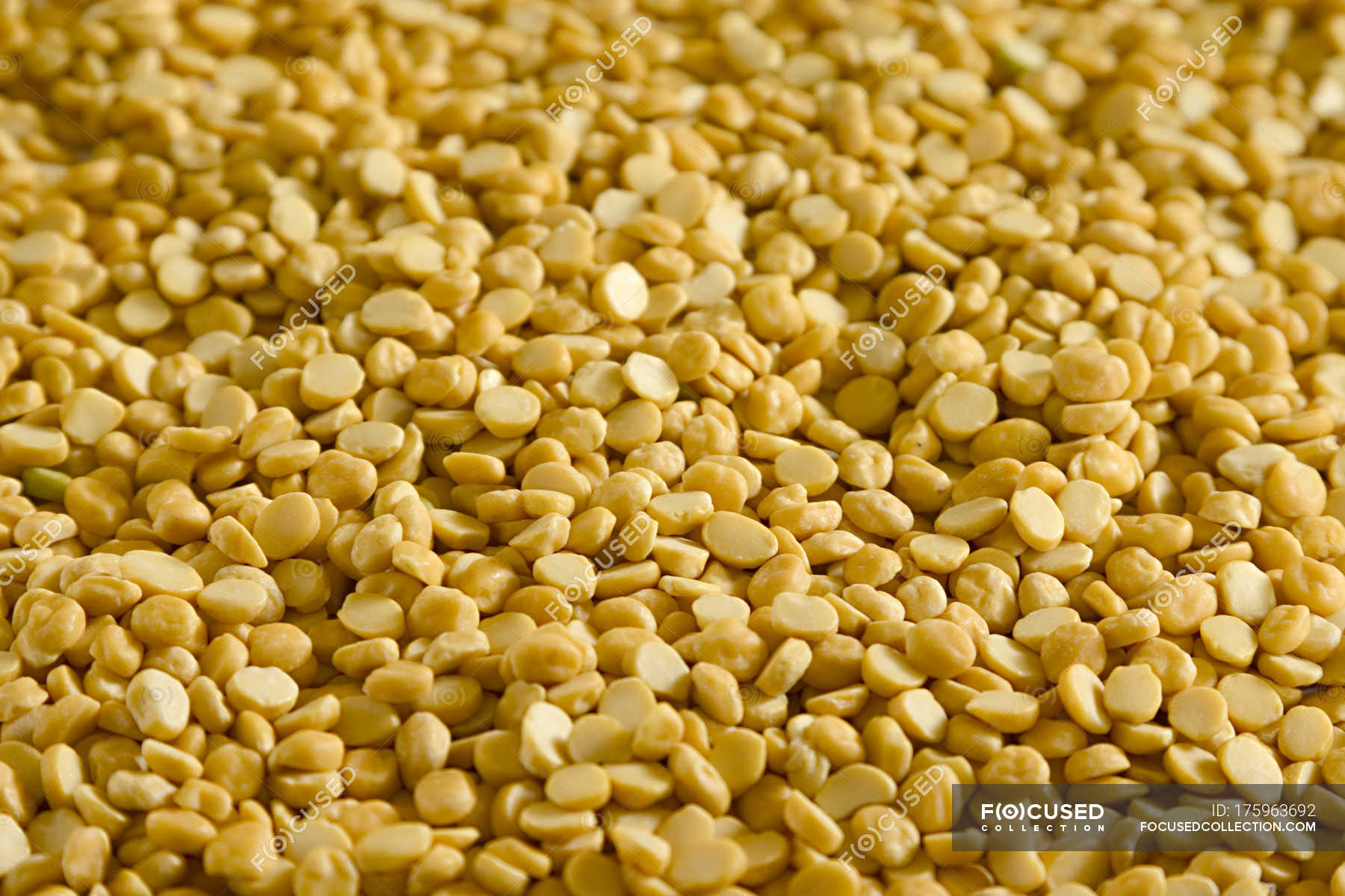 Gram lentils - Stock Photos, Royalty Free Images | Focused