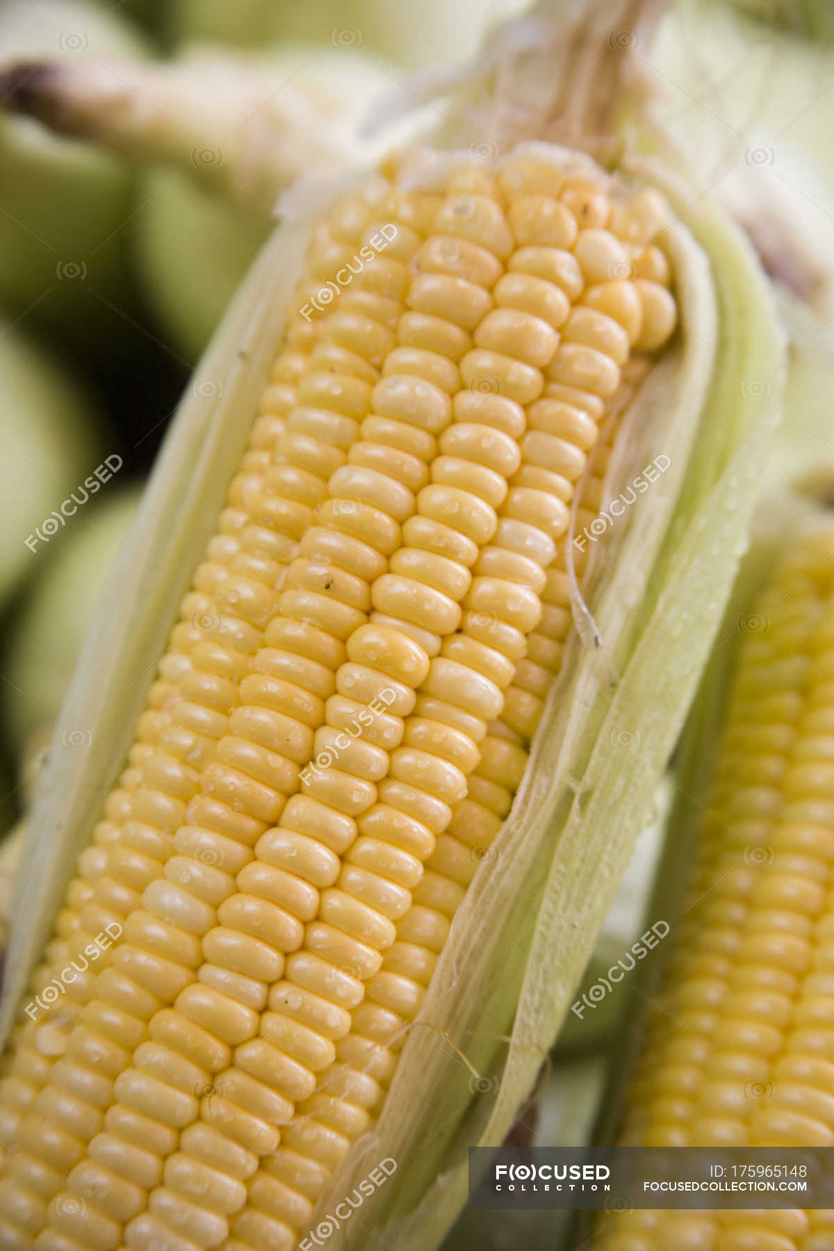 Sweet corn golden corn (Latin Name Zea mays) Bhutta Makki or Makai Corn  Maize ; Matheran ; Maharashtra ; India — life, peel - Stock Photo |  #175965148