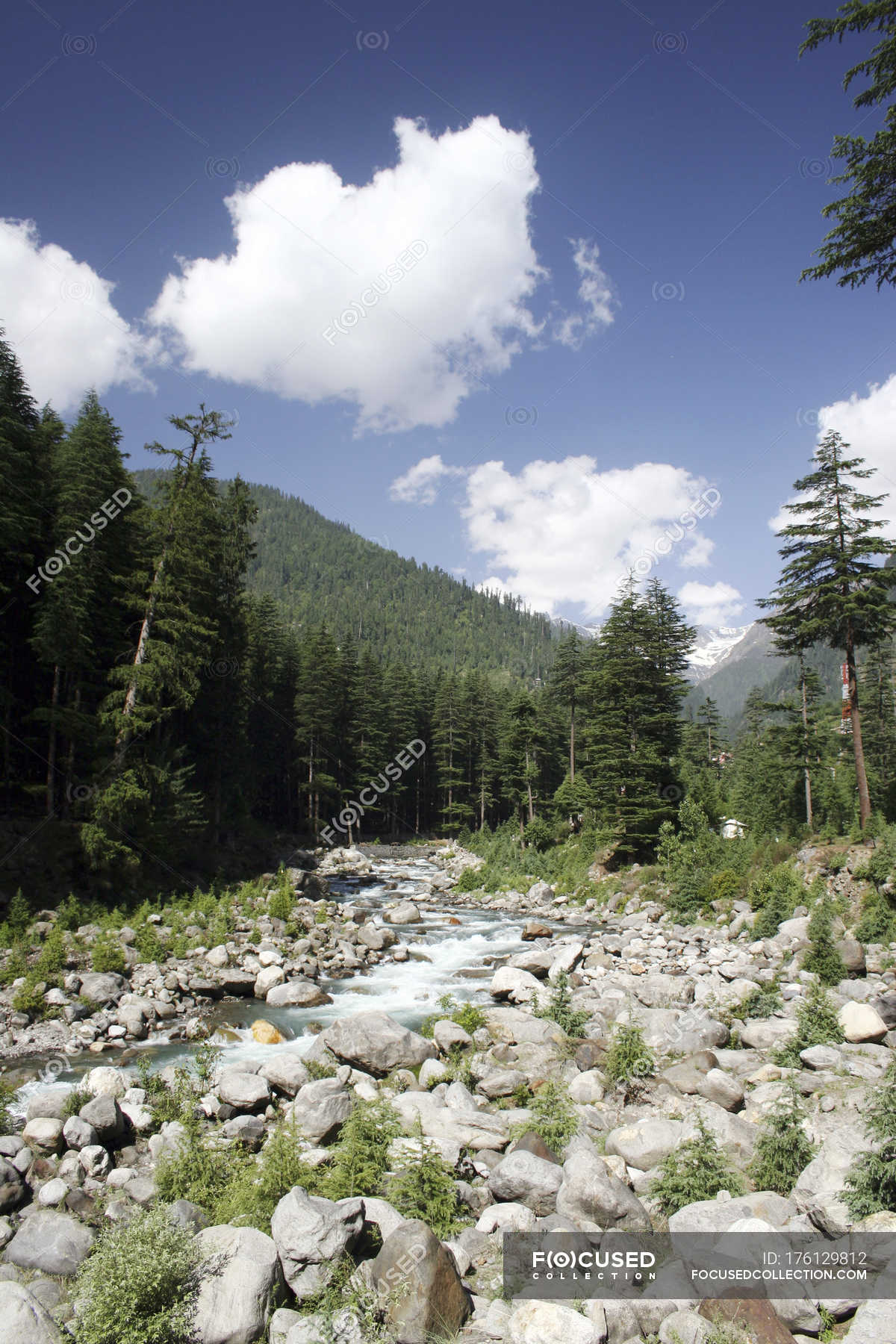 View of Landscape with trees and hills on background during daytime,  Manali, Himachal Pradesh, India, Asia. — cleanness, journey - Stock Photo |  #176129812