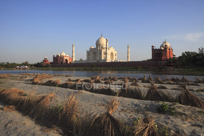 Agriculture, A Field of  Cucumber,Taj Mahal, Seventh Wonders of World, mausoleum of white marble,UNESCO World Heritage Site, Agra, India — Stock Photo