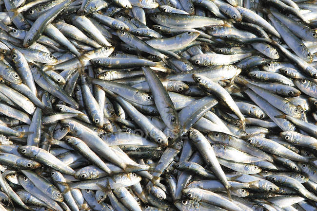 Lot de poissons fraîchement capturés, plein cadre, Inde — Photo de stock