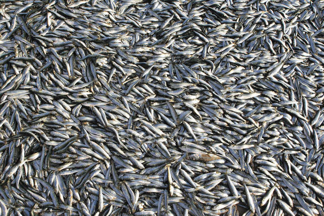 Много свежепойманной рыбы, полный каркас, Индия — стоковое фото
