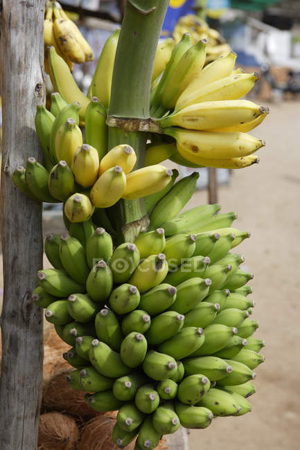Vista de bollos de plátanos y cocos al aire libre en el mercado callejero durante el día - foto de stock