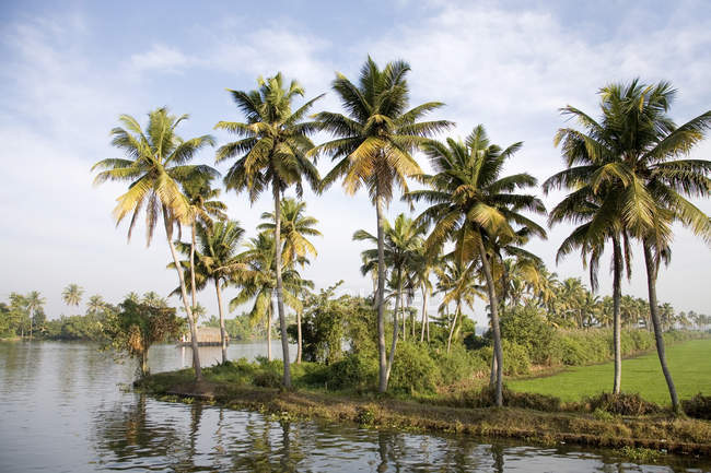 Vista de palmeiras tropicais na costa contra a água durante o dia — Fotografia de Stock