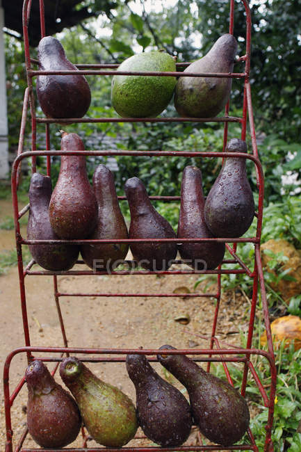 Avocado auf dem Wochenmarkt — Stockfoto