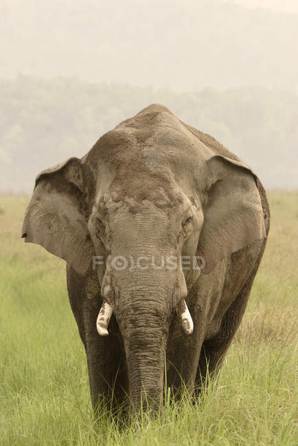 Colmillo elefante asiático cubierto de lodo Elephas maximus; Reserva de Tigre de Corbett; Uttaranchal; India - foto de stock
