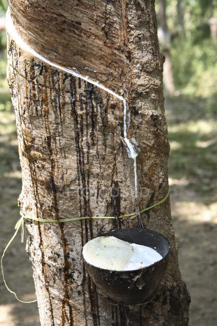 Vue de l'arbre en caoutchouc à la forêt avec pot pour l'huile à l'extérieur pendant la journée, Kerala, Inde — Photo de stock