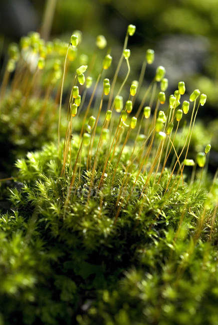 Зелений мох з капсулами на мусонній мокрій стіні на відкритому повітрі — стокове фото