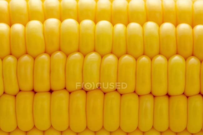 Fresh raw yelow corns on white background — Stock Photo