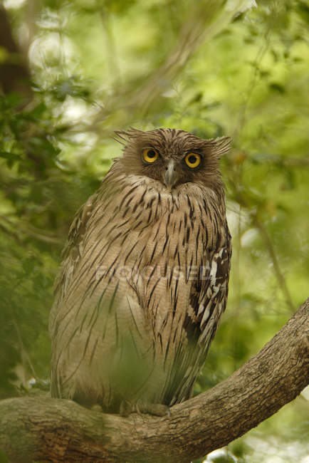 Brown Fish-Owl assis sur l'arbre et regardant la caméra à l'extérieur pendant la journée — Photo de stock