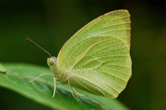 Papillon vert debout sur la feuille verte sur fond vert flou pendant la journée — Photo de stock