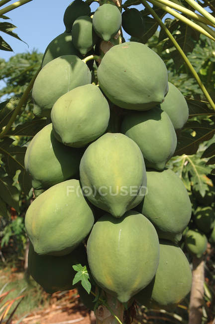 Many papayas on one tree  with green leaves outdoors during daytime — Stock Photo